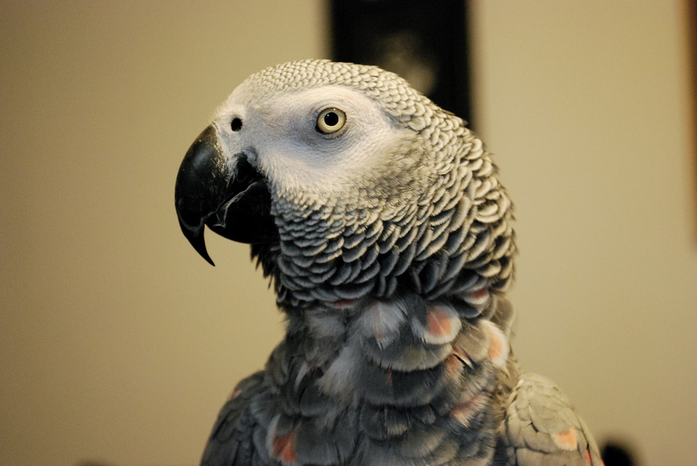 Rubi