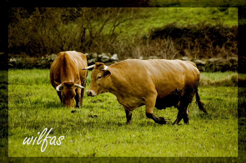 Rubia Galega!