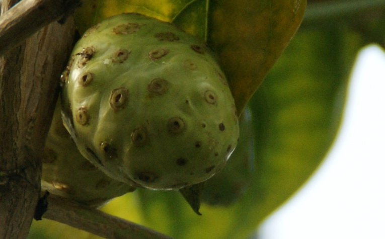 Rubiaceae Family