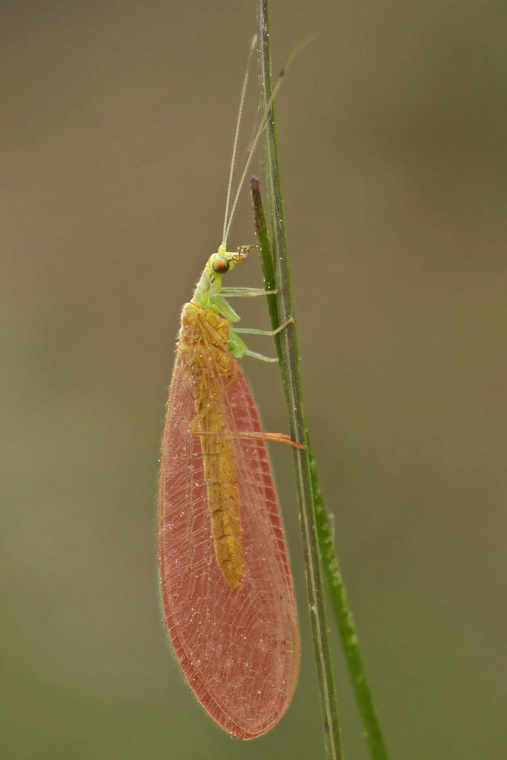 Rubin-Florfliege (Chrysoperla redcarnea)