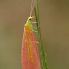 Rubin-Florfliege (Chrysoperla redcarnea)