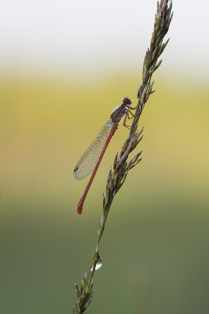 Rubinjungfer im Morgenlicht