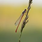 Rubinjungfer im Morgenlicht