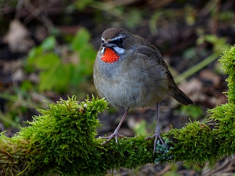 Rubinkehlchen