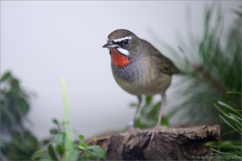 Rubinkehlchen (Luscinia calliope)