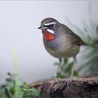 Rubinkehlchen (Luscinia calliope)