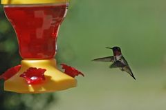 Rubinkehlkolibri - Ruby-throated Hummingbird (Archilochus colubris)...