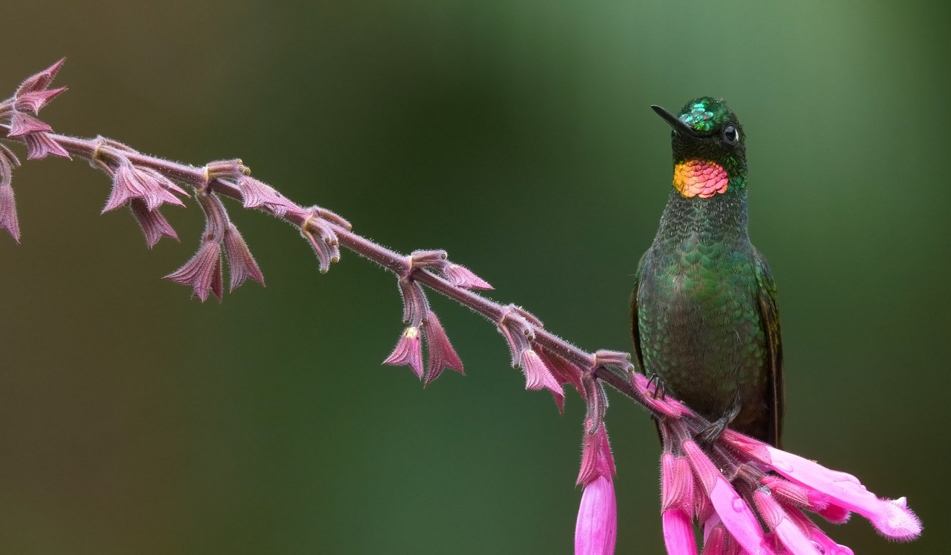 Rubinkolibri (Clytolaema rubricauda)