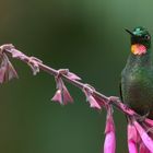 Rubinkolibri (Clytolaema rubricauda)