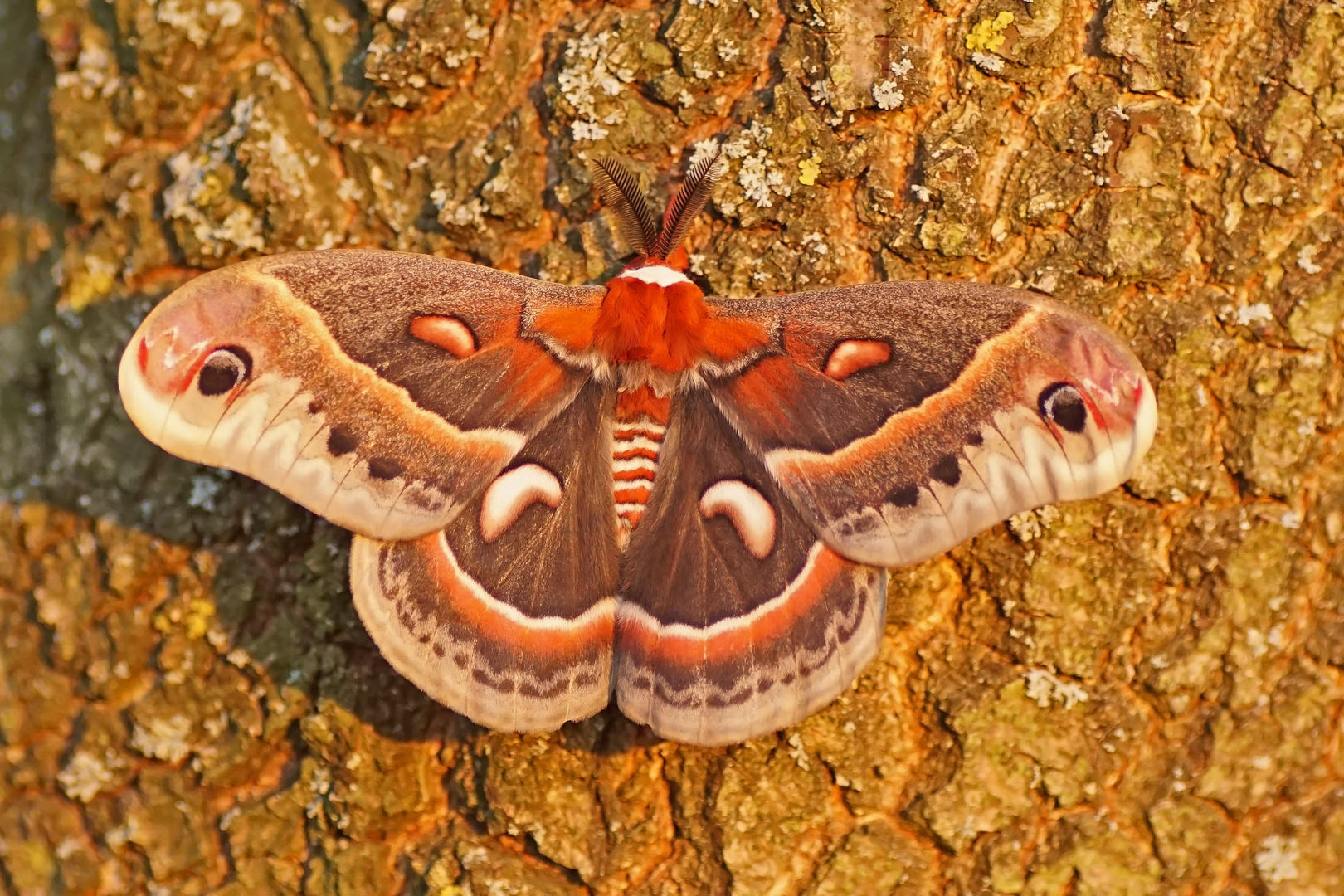 Rubinspinner (Hyalophora cecropia)