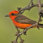 Rubintyrann - Vermilion Flycatcher (Pyrocephalus rubinus)