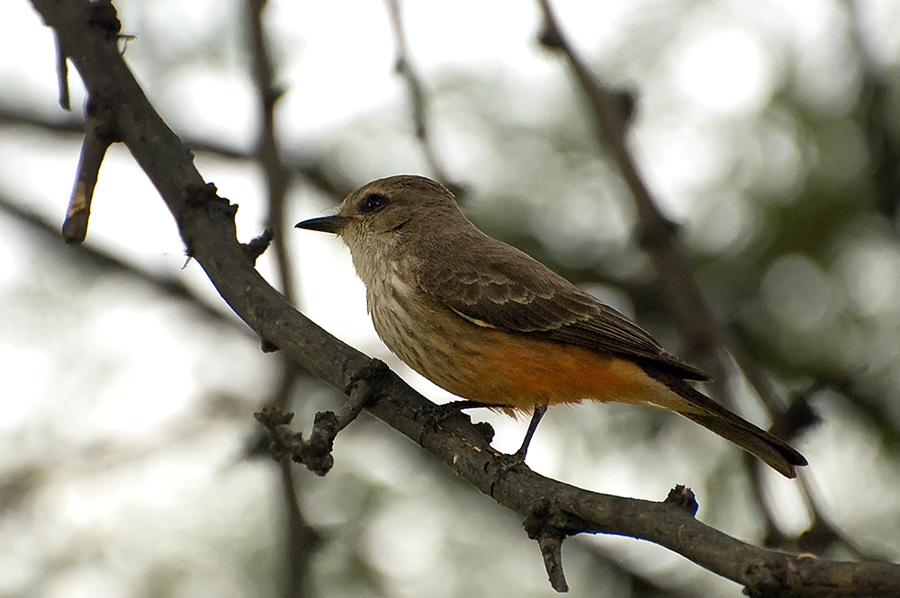 Rubintyrann, Weibchen - Vermilion Flycatcher (Pyrocephalus rubinus)