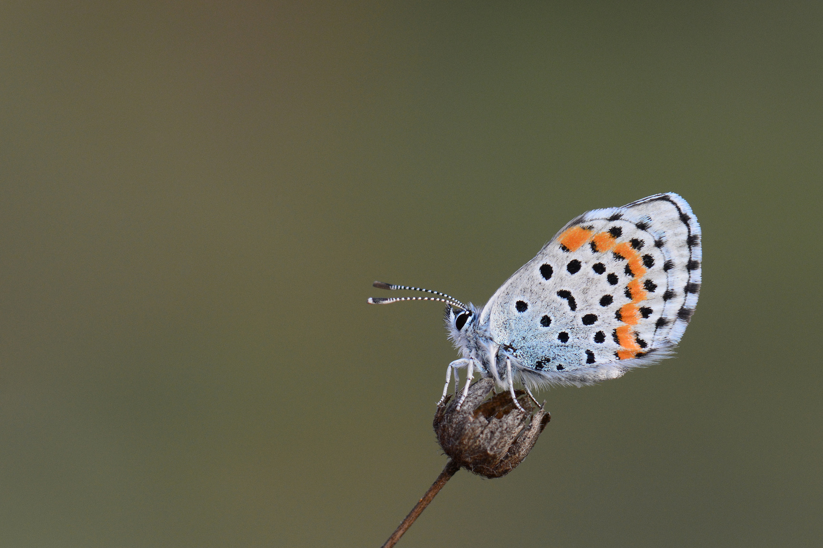 Rubrapterus bavius » Bavius Blue