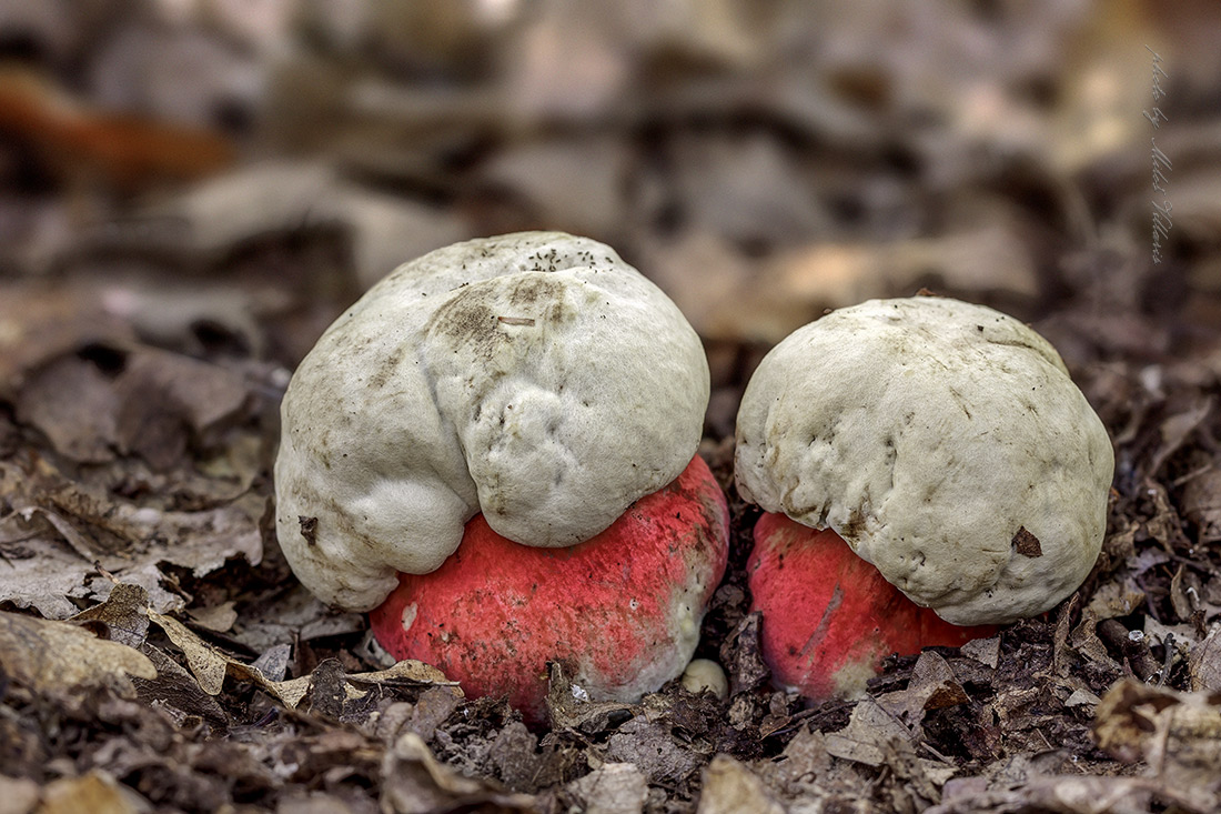 Rubroboletus satanas