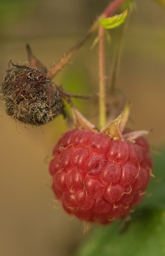 Rubus