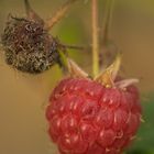 Rubus