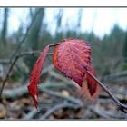 Rubus du Rote