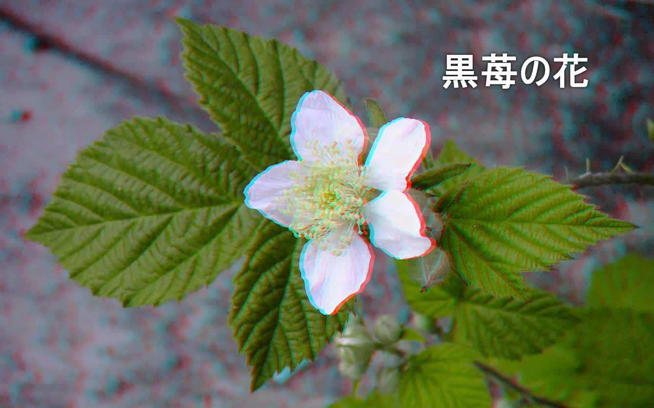 Rubus fruticosus (3D-Foto)