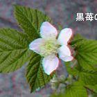 Rubus fruticosus (3D-Foto)