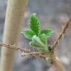 Rubus idaeus