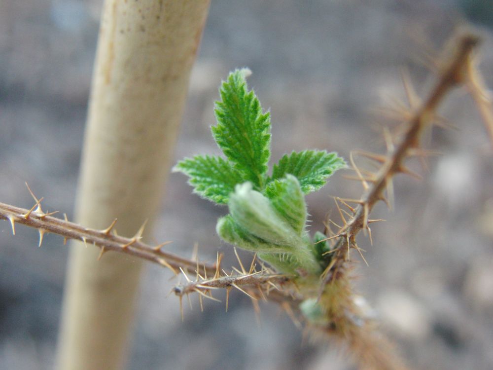 Rubus idaeus