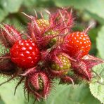 Rubus phoenicolasius