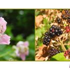 Rubus sectio Rubus