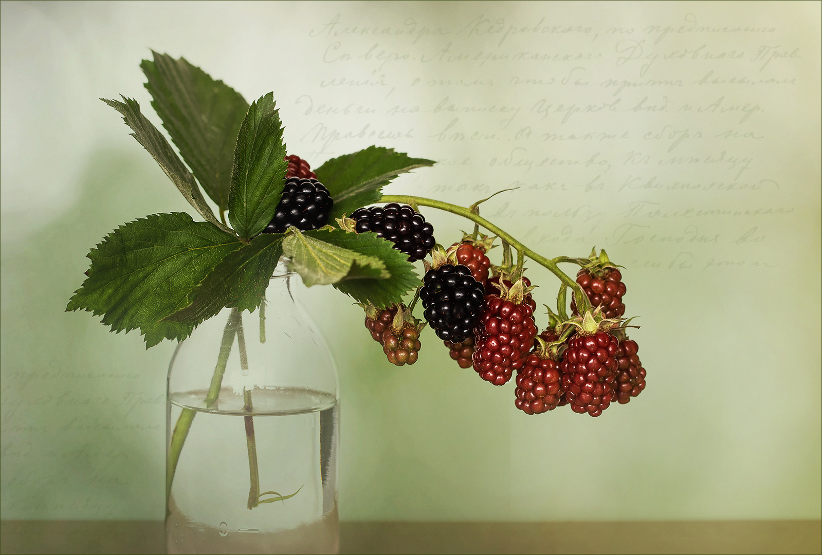 Rubus sectio Rubus  -  Brombeeren...