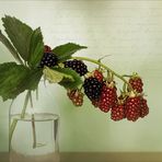 Rubus sectio Rubus  -  Brombeeren...