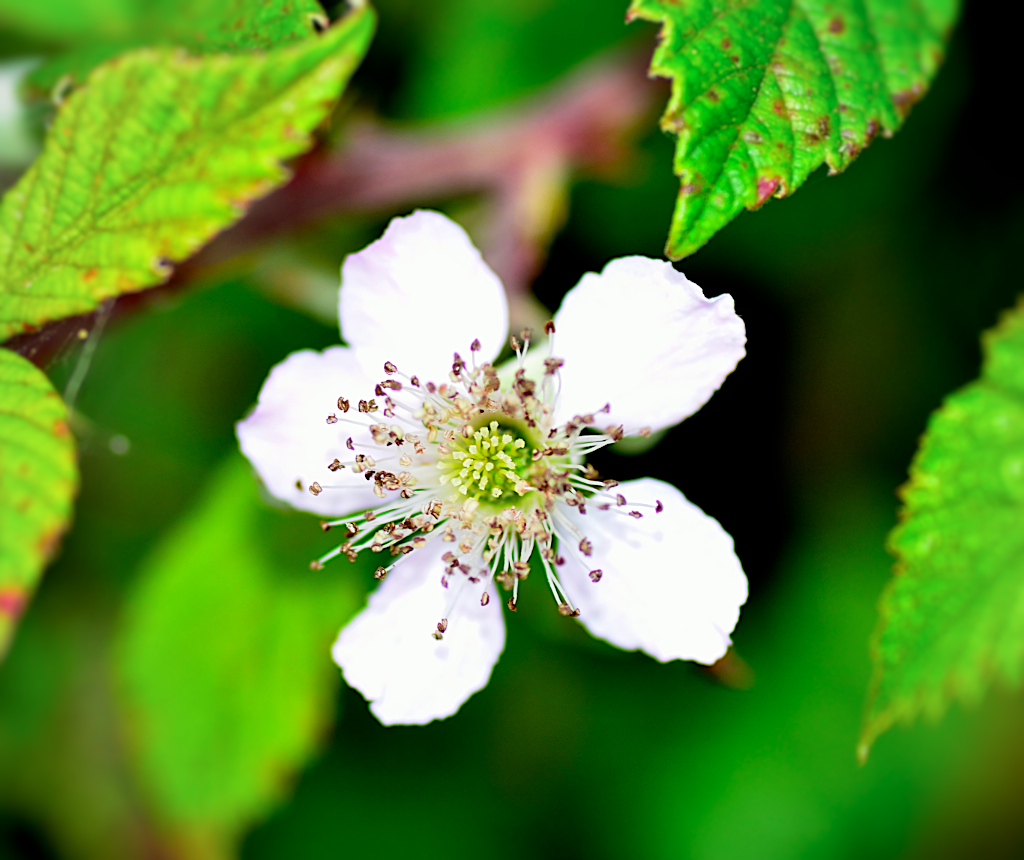 Rubus ulmifolius