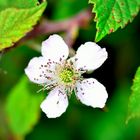 Rubus ulmifolius