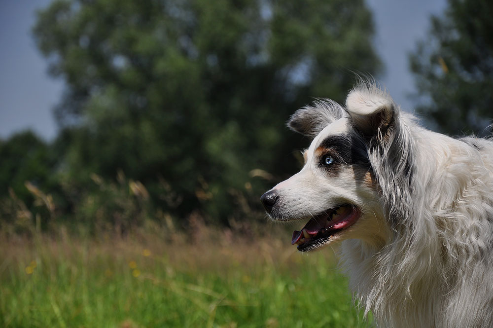 Ruby - Aussie