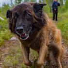 Ruby Belgischer Schäferhund