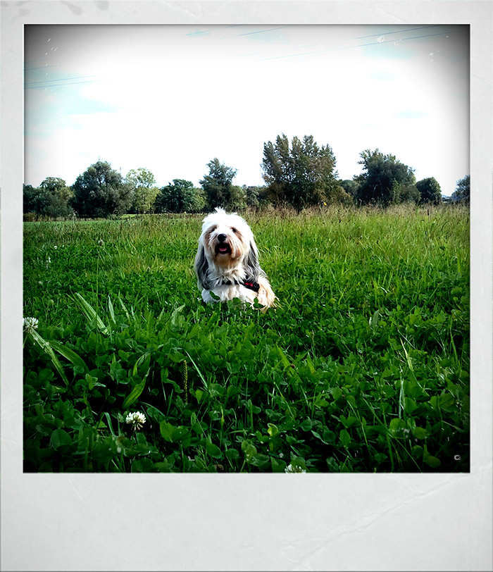 Ruby im Klee :)