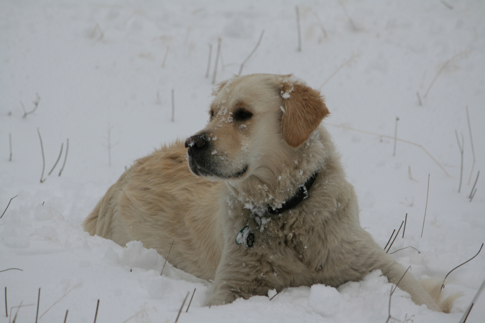 Ruby im Schnee