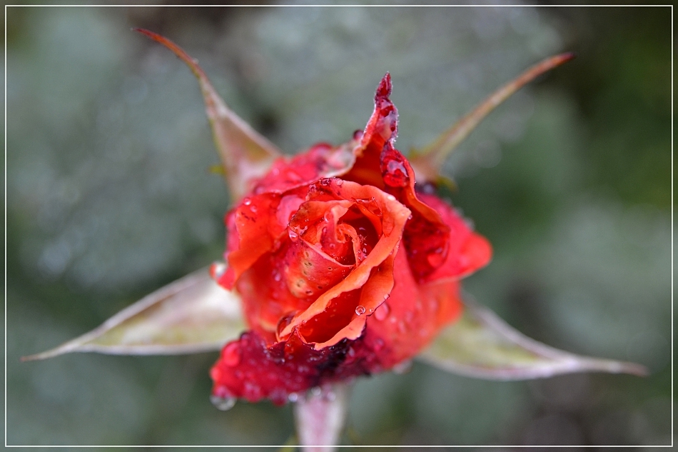 Ruby in the Rain