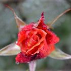 Ruby in the Rain