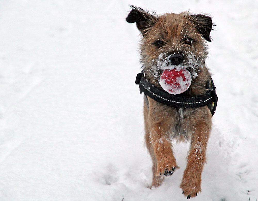 Ruby in the snow