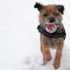 Ruby in the snow