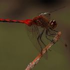 Ruby Meadowhawk (Sympetrum rubicundulum)