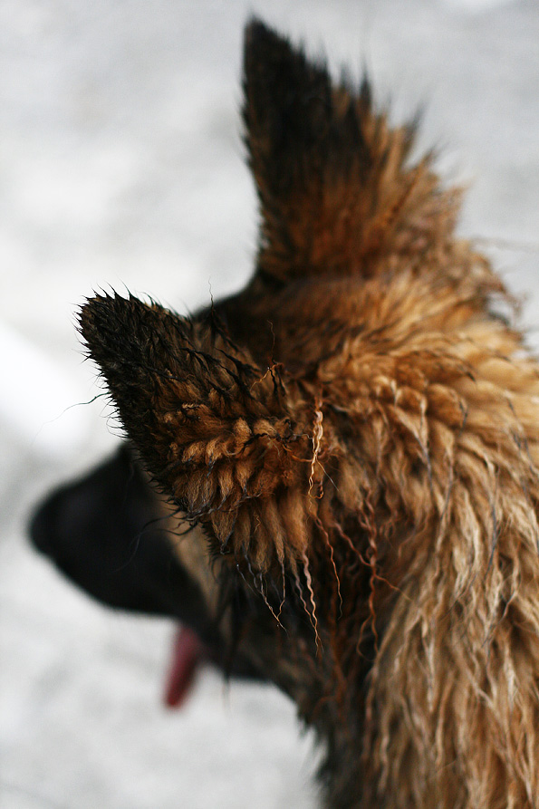 Ruby mit Zapfenlocken ...