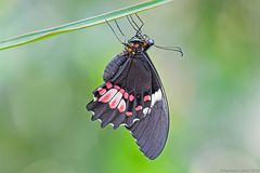 Ruby-spotted Swallowtail