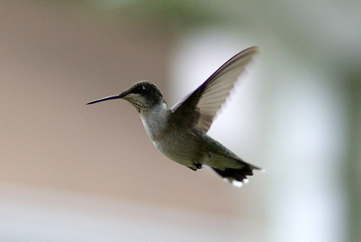 Ruby Thorated Hummingbird