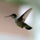 Ruby Thorated Hummingbird