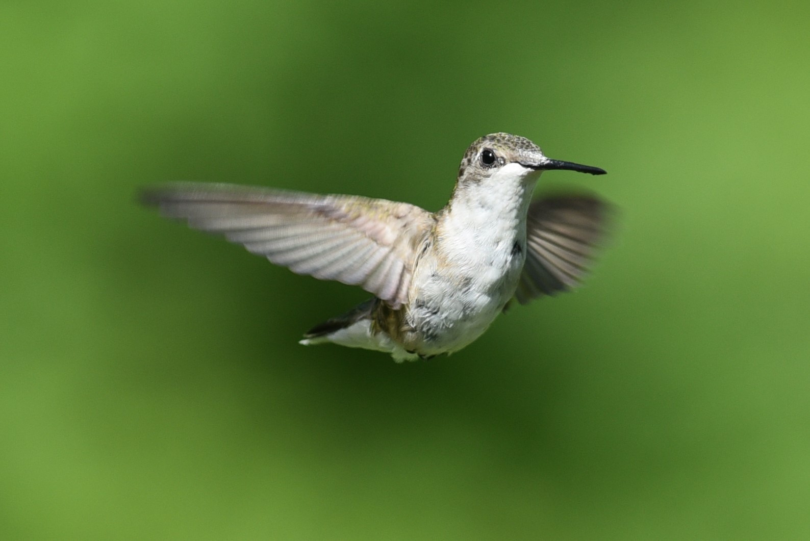 Ruby Throated Hummingbird