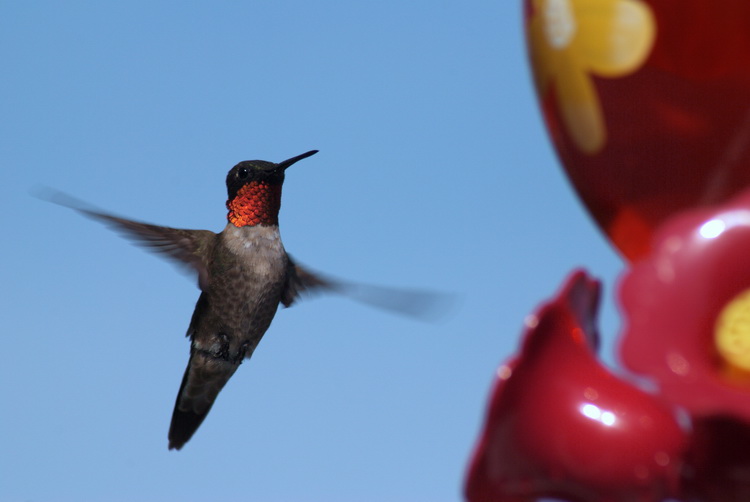 Ruby-Throated Hummingbird