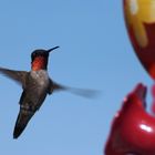 Ruby-Throated Hummingbird