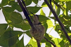 Ruby-Throated Hummingbird_DSC1466