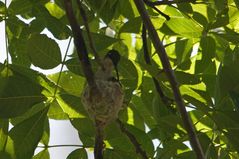 Ruby-Throated Hummingbird_DSC1471