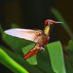 Ruby topaz hummingbird